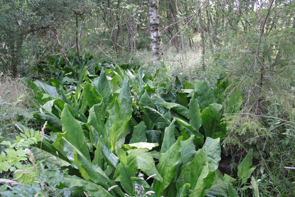Bilden är tagen av Oscar Kekäle. ©2025