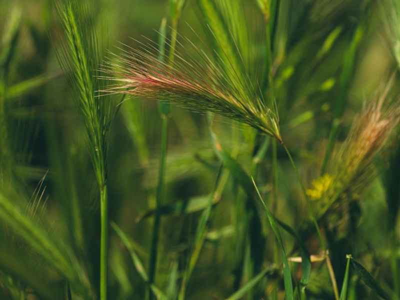 Inte invasiv, men…