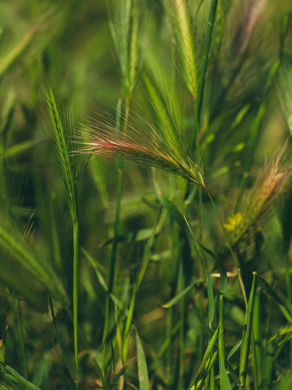 Inte invasiv, men…